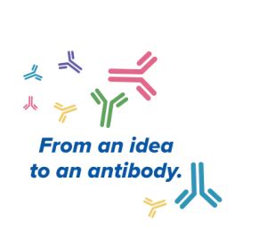 Polyclonal Antibody development - MediMabs