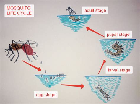 Mosquito life cycle takes place in water and in air