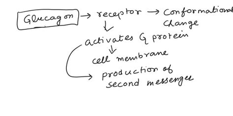 SOLVED: In the liver, glucagon initiates a cascade of reactions leading ...