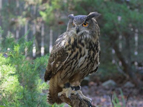 Great Horned Owl Wallpapers - Top Free Great Horned Owl Backgrounds - WallpaperAccess