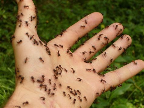 How Do Ant Traps Work and How to Use Them | Dengarden