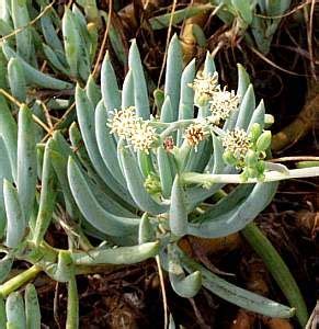 Senecio mandraliscae kleinia succulent curio talinoides var mandraliscae – Artofit