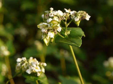 Buckwheat (Kuttu): Nutritional facts and Health Benefits