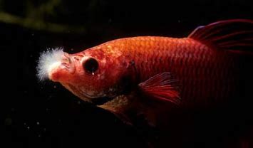 Complete Guide to Betta Fish Diseases and Treatment - Nice Betta Thailand.CO.,LTD