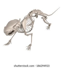 1,483 Mouse Skeleton Images, Stock Photos, and Vectors | Shutterstock