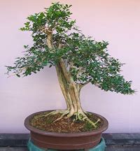 Orange Jasmine Bonsai Tree