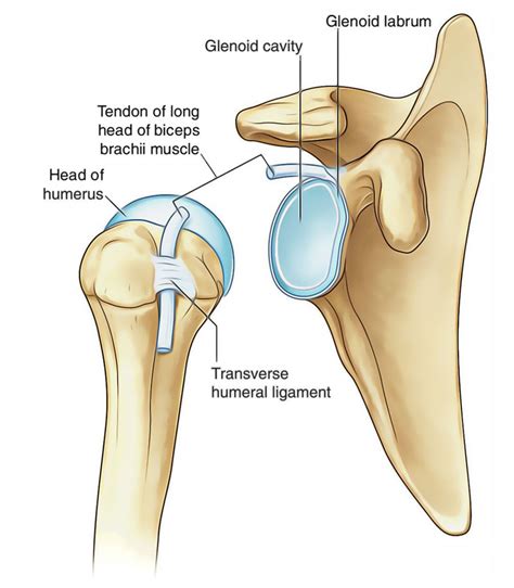 Shoulder Joint (Glenohumeral Joint) – Earth's Lab