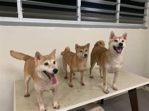 3 Shiba Inu dogs up for adoption in S'pore on Nov. 16, 2019 - Mothership.SG - News from ...