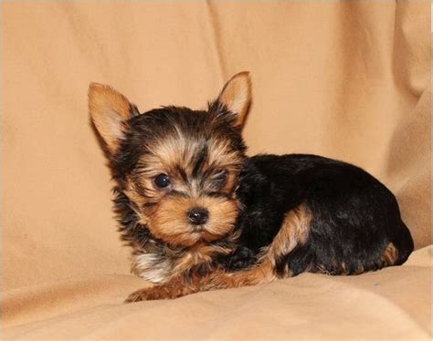 Gorgeous TeaCup Yorkie Puppies For Free Adoption | Teacup yorkie puppy ...