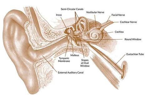 Pictures Of Auditory Tube