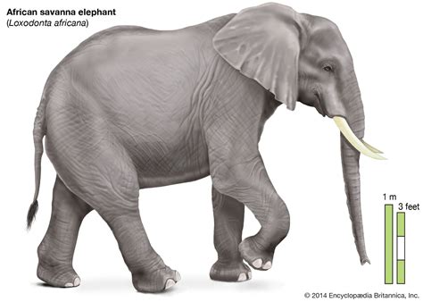 Elephant - Reproduction, Life Cycle | Britannica