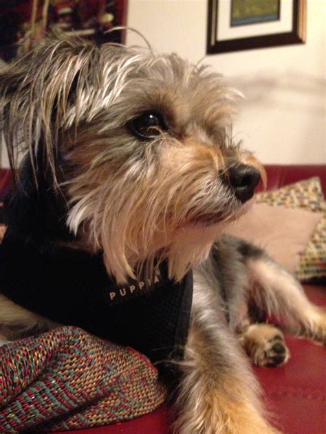 Yorkie schnauzer mix...Schnorkies are the BEST! Grooming idea. | Tobi + Pixie | Pinterest ...