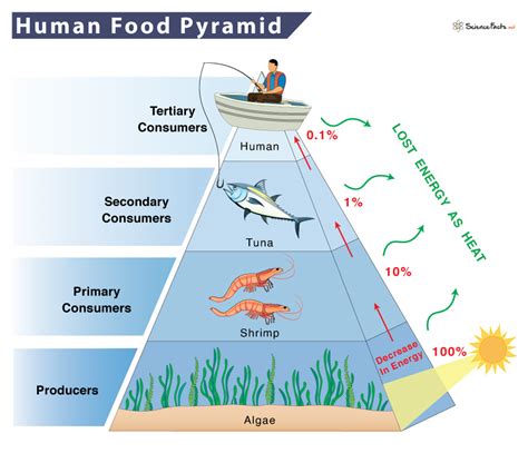 Food Chain Diagram Pyramid