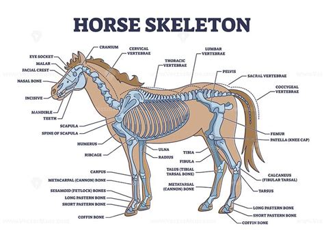 Horse skeleton with animal skeletal system and bone anatomy outline diagram | Horses, Skeletal ...