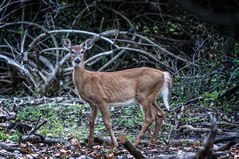 Yearling Fawn Photograph by Chris Bordeleau - Fine Art America