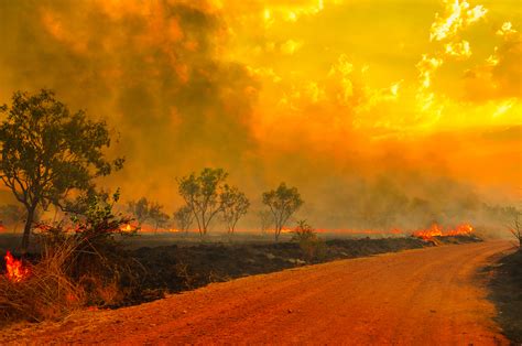 Celebrity concern about bushfires could do more harm than good in recovery efforts according to ...