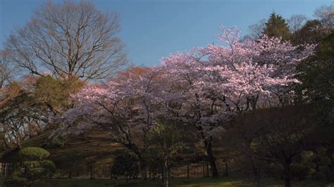 Cherry blossoms in a Japanese park 4700459 Stock Video at Vecteezy