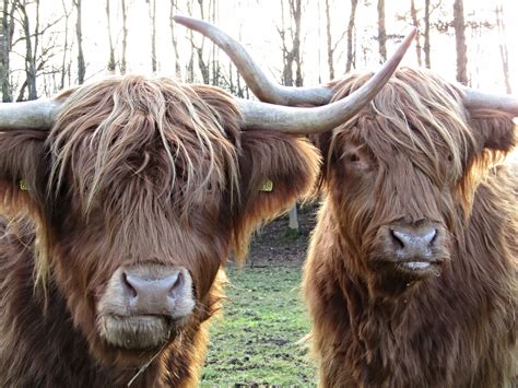 Kostenlose foto : Tierwelt, Horn, Kuh, das Vieh, Landwirtschaft, Weide, Mähne, Hochland, Fauna ...