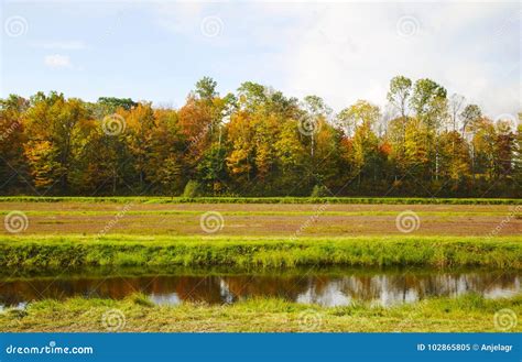 Cranberry Harvesting. stock image. Image of nature, organic - 102865805