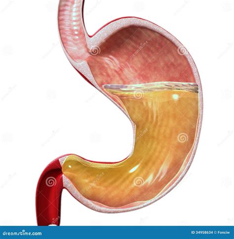 Gastric Acid; Hydrochloric Acid, Gastric