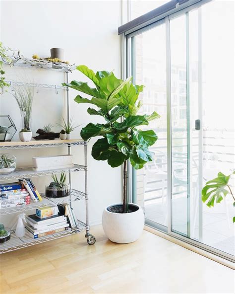 Indoor Trees That Make a Statement Big Leaf Indoor Plant, Big Leaf ...