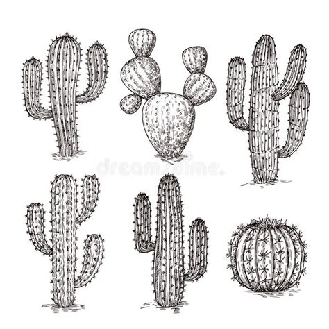 Sketch Cactus. Hand Drawn Desert Cactuses Stock Vector - Illustration of flat, cactus: 137387734 ...