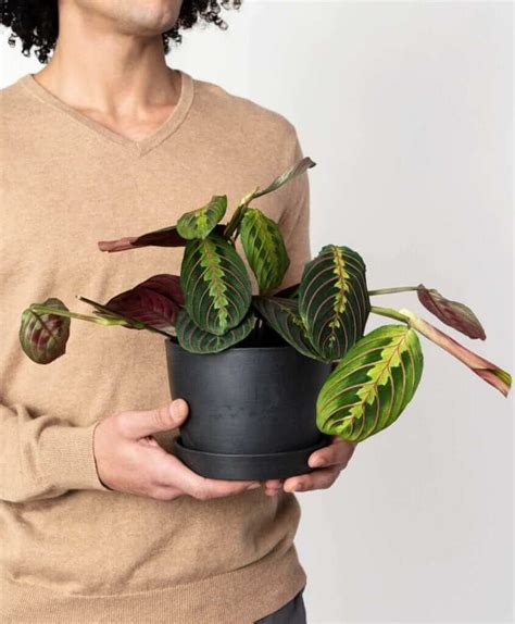 Buy Potted Red Prayer Plant, Maranta | Bloomscape