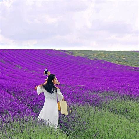 Hitchin Lavender Fields