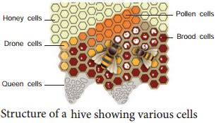 Apiculture Methods Definition and Its Structure