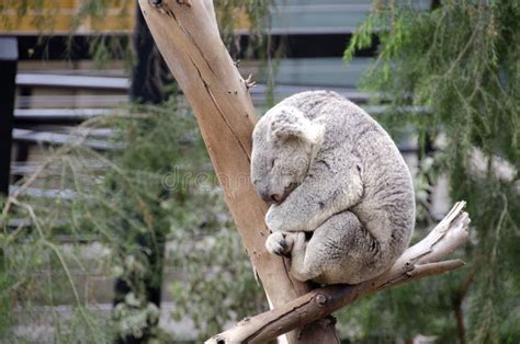 Sleeping Koala in a tree editorial stock photo. Image of balance - 22382513