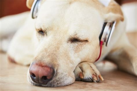 Calming Music for Dogs: How Can It Benefit Your Dog