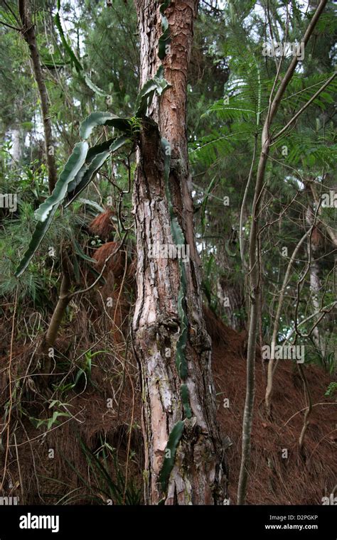 Arboreal Plants