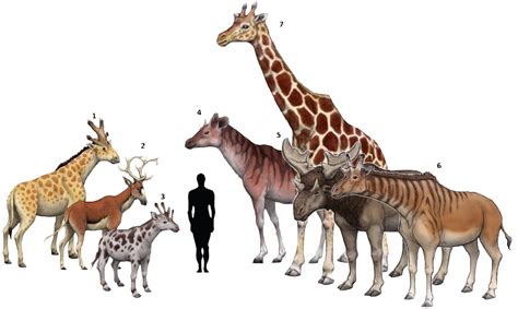 Familia Giraffidae, vivos y extintos. 1.Bramatherium perimense. 2 ...