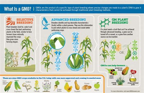 How are plants modified to produce GMOs? | GMO Answers