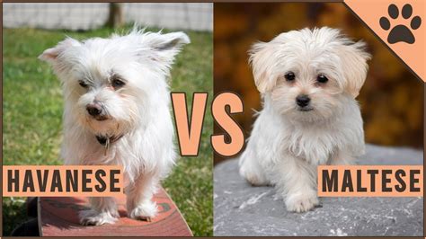 Are Havanese And Maltese The Best Breeds