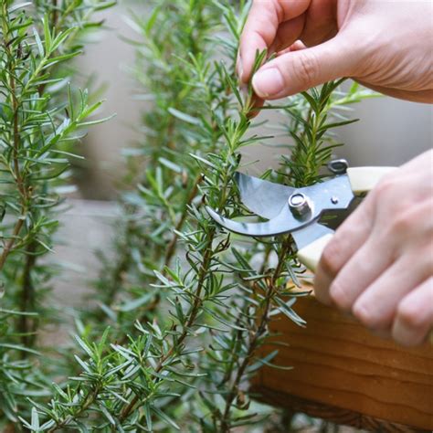 Growing Thyme From Cuttings: Guide & Tips | Farm Plastic Supply