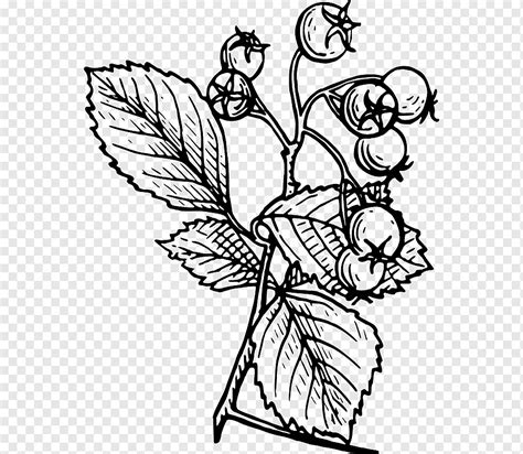 Hawthorn Flower Tattoo Designs | Best Flower Site