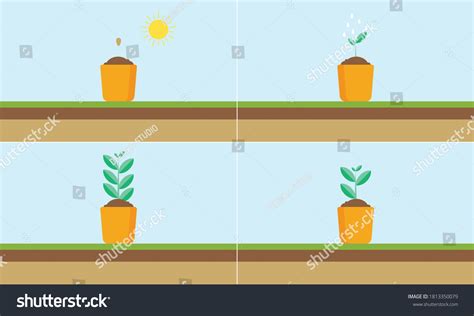 Plant Growing Stages Timeline Infographic Planting Stock Vector (Royalty Free) 1813350079 ...