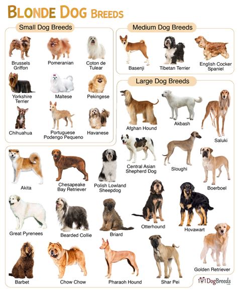 Big Dog Breeds List