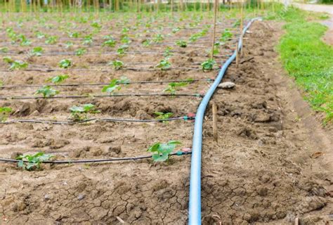 Drip Irrigation System in Pakistan - AGRICOMPLEX PAKISTAN