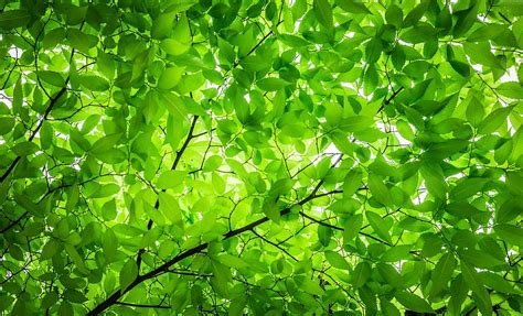 HD wallpaper: green leaves tree under white sky, wood, the leaves, twig, leaf | Wallpaper Flare