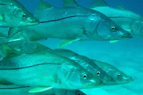 What is a Snook? - Clearwater Inshore Fishing