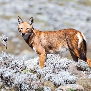 Ethiopian Wolf - Facts, Diet, Habitat & Pictures on Animalia.bio