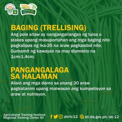 A quick guide to producing sitaw – Agriculture Monthly