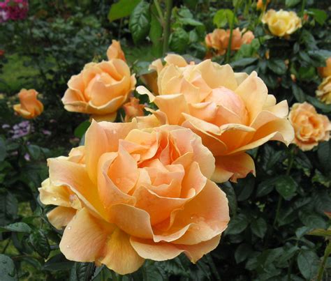 Cottage Grove Garden Club: Spring Pruning Roses