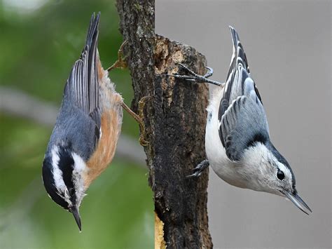 Red Breasted Nuthatch