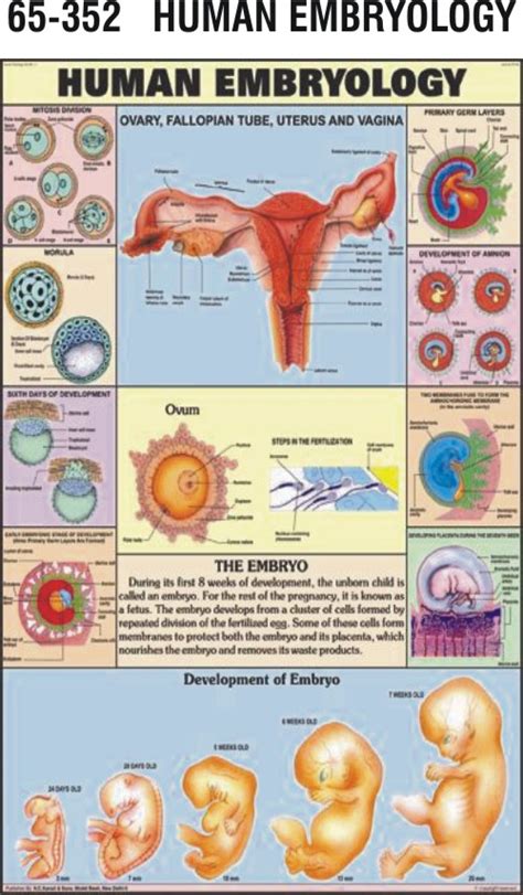 Stages Of Embryology