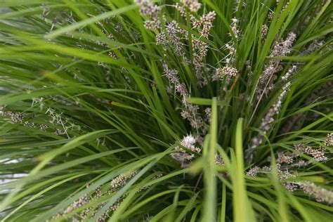 How To Grow And Care For The Lomandra Breeze