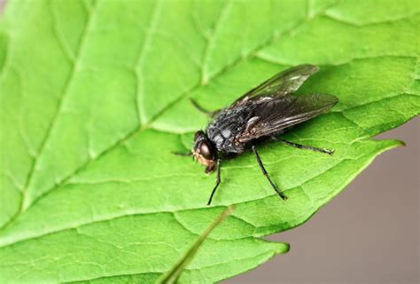 What Smells Do Flies Hate? 11 Herbs and Oils to Keep The Flies Away - Outdoor Happens Homestead