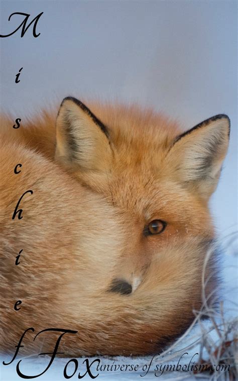 Symbolic Meaning of Fox | Spirit, Totem & Power Animal Messengers